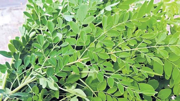 వాణిజ్య సరళిలో మునగ సాగు