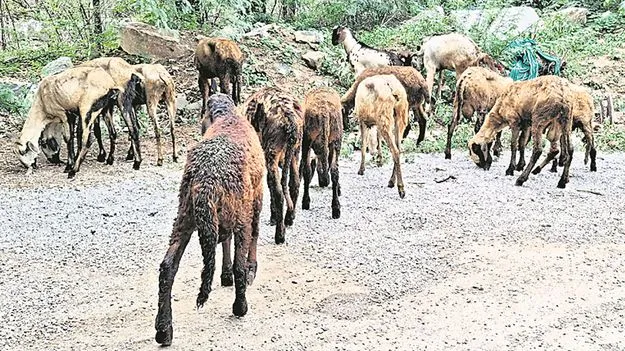 పొటేలి తోక బారెడు 