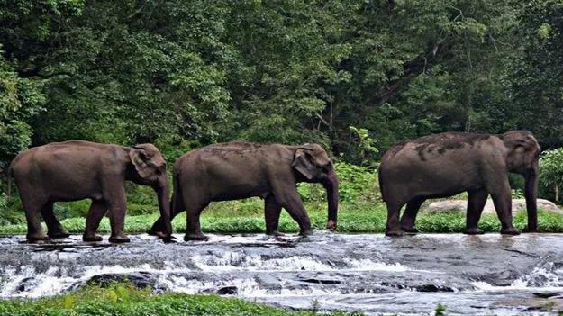 Elephants: కొడైకెనాల్‌లో అధికమైన ఏనుగుల సంచారం