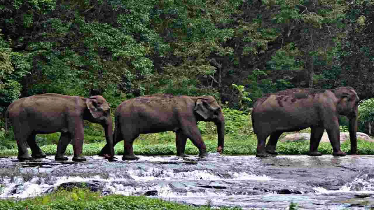 Elephants: కొడైకెనాల్‌లో అధికమైన ఏనుగుల సంచారం