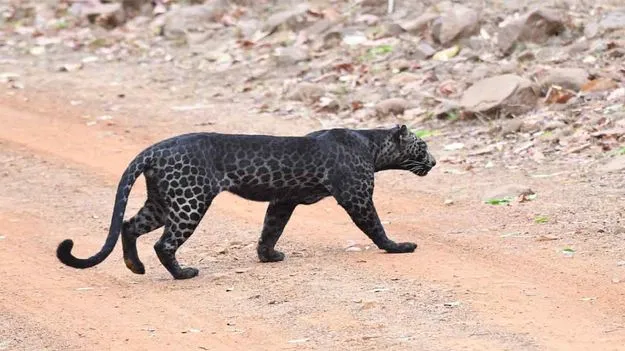 Black leopard: కోతగిరిలో నల్ల చిరుత సంచారం..