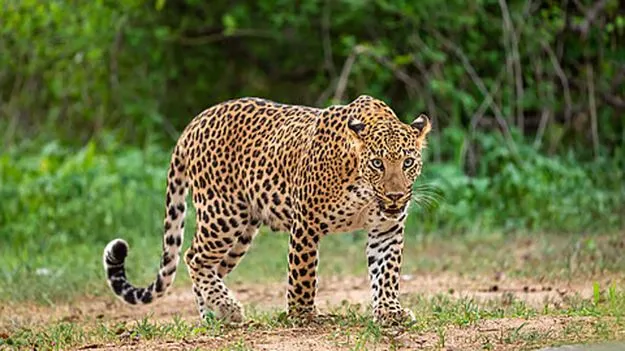 Leopard: అమ్మో.. చిరుత ఎంత దర్జాగా తిరుగుతోందో..