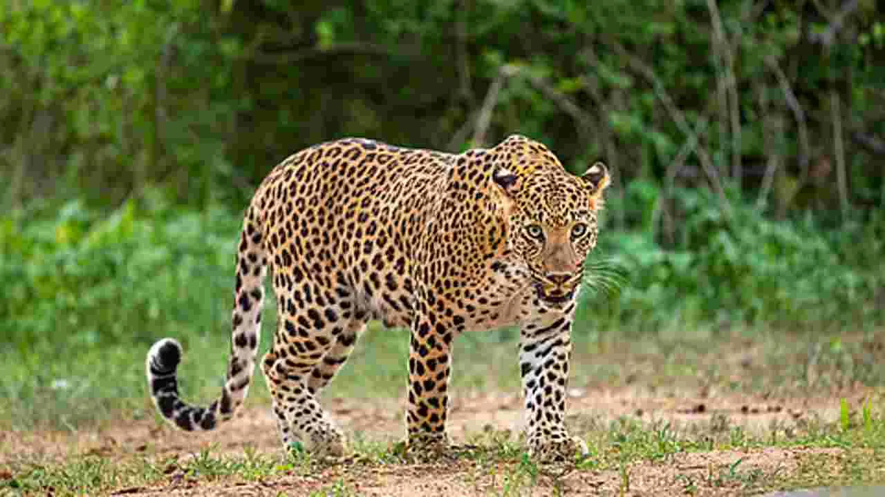Leopard: అమ్మో.. చిరుత ఎంత దర్జాగా తిరుగుతోందో.. 