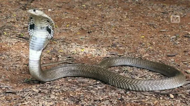 Snake: మెడలో పాముతో మద్యం దుకాణానికి వచ్చి..