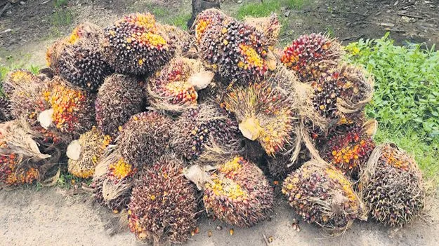 పామాయిల్‌ వెల..విల!