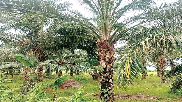 No Price, Only Despair  ధర లేక దిగాలు