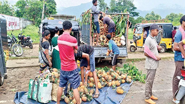 Pineapple   పైనాపిల్‌   ధర పతనం