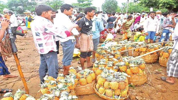  Pineapple సీజన్‌ ముగుస్తున్నా.. దక్కని ప్రతిఫలం