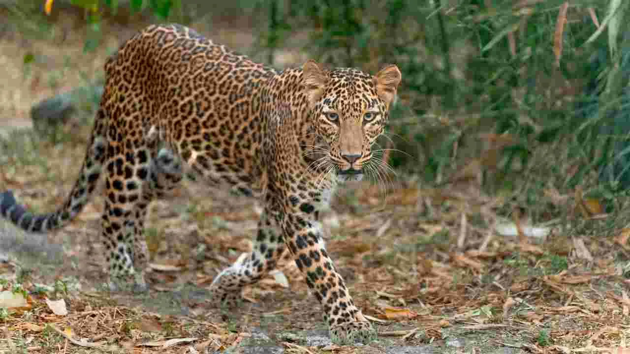 Leopard: ఊరంతా ఏకమై.. చిరుతను బంధించారు..