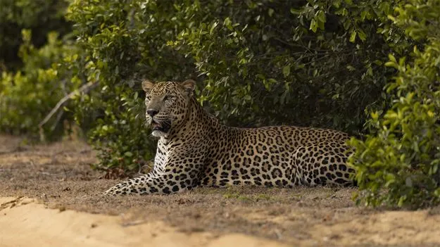 Leopard: చిరుత సంచరిస్తోంది.. ఆ గుట్టవైపు వెళ్లొద్దు