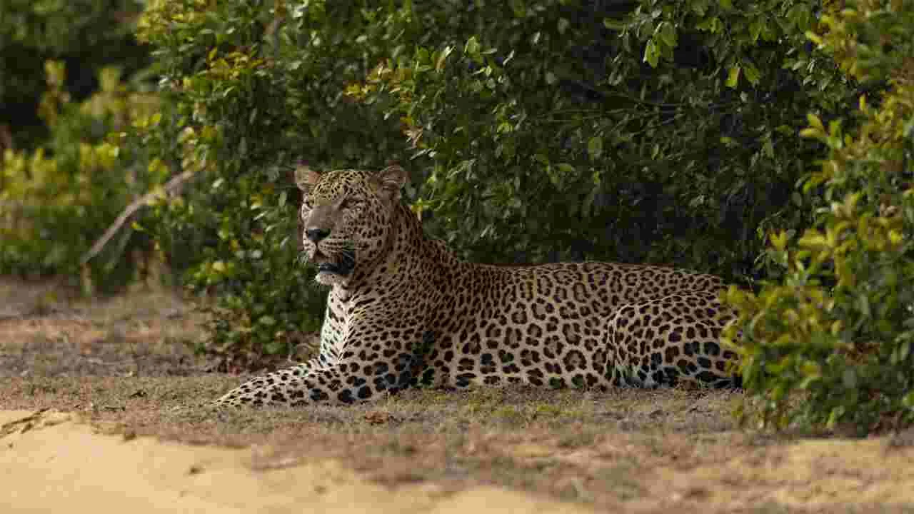 Leopard: చిరుత సంచరిస్తోంది.. ఆ గుట్టవైపు వెళ్లొద్దు