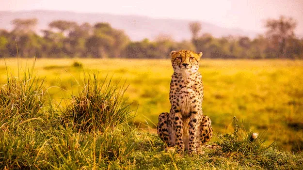 Leopard: ఆహా.. చిరుత ఎంత దర్జాగా కూర్చుందో..