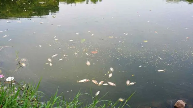 Ballari: కమలాపురం చెరువులో చేపల మృతి