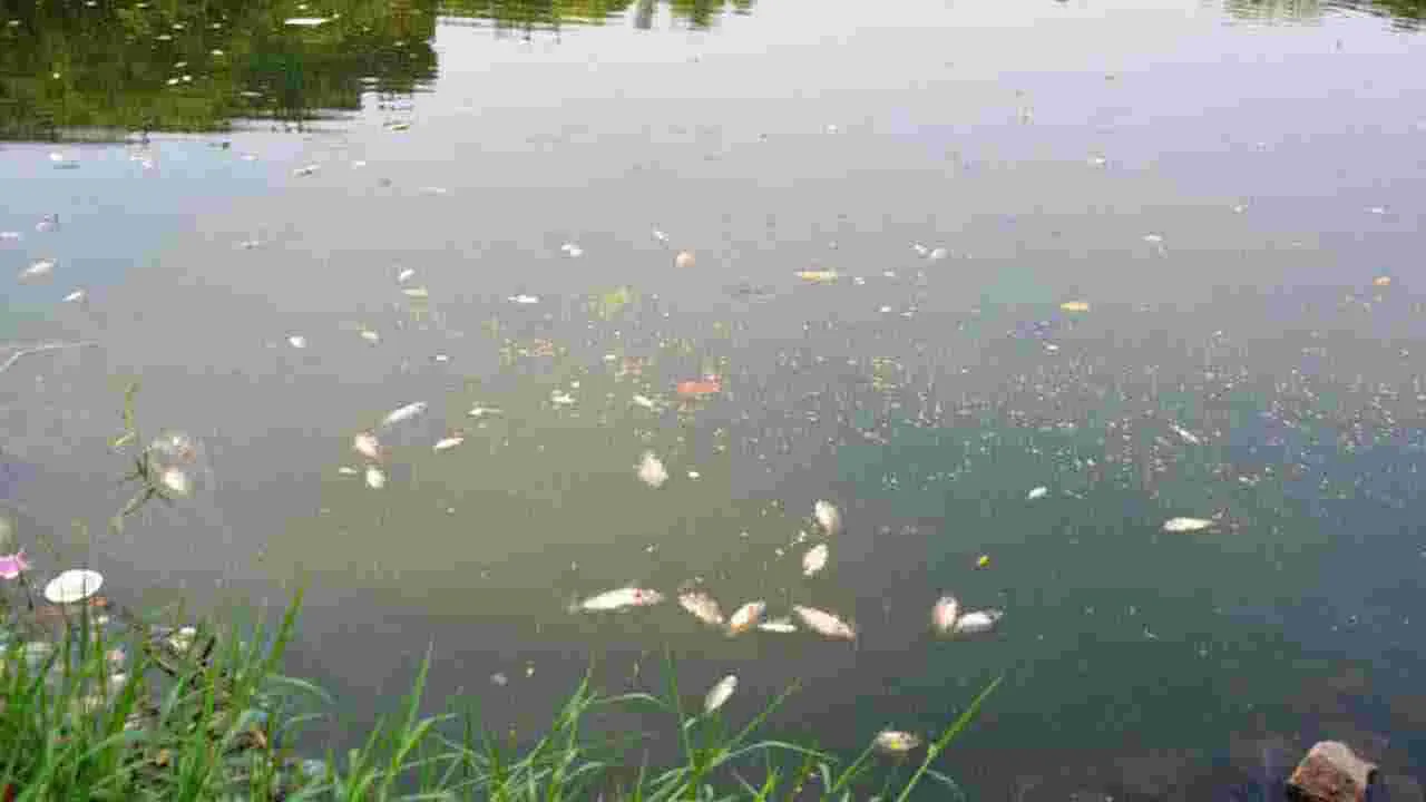 Ballari: కమలాపురం చెరువులో చేపల మృతి