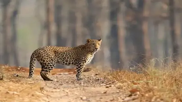 Leopards: బెంగళూరు పరిసరాల్లో 85 చిరుతలు