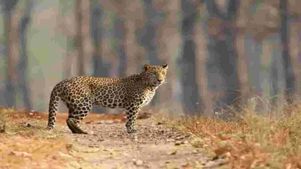 Leopards: బెంగళూరు పరిసరాల్లో 85 చిరుతలు 