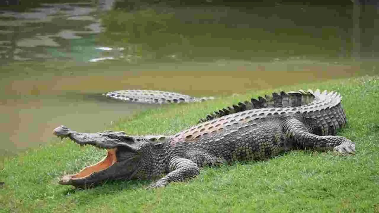 Crocodile: యువకుడిపై మొసలి దాడి