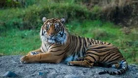Tigers: పులుల మృతికి విషమే కారణం..