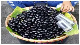 Bengaluru News: ఆ.. రైతును అల్లనేరేడు ఆదుకుంది..