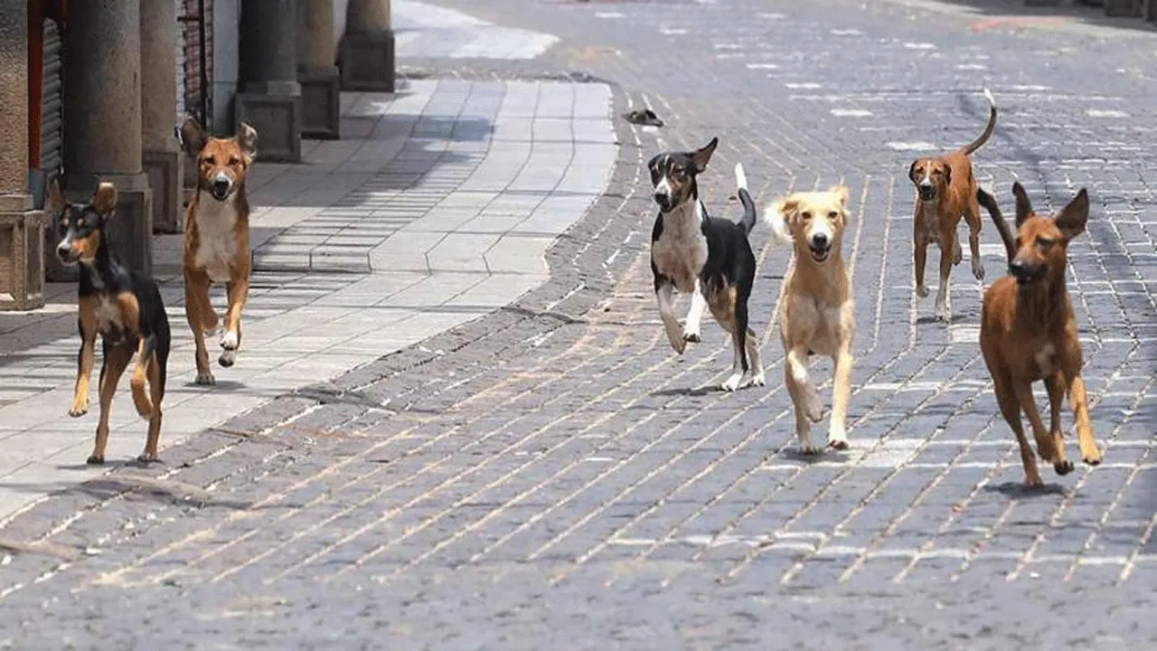 Dogs: ఇక.. వీధికుక్కలకూ మాంసాహారం.. టెండర్ల ఆహ్వానం