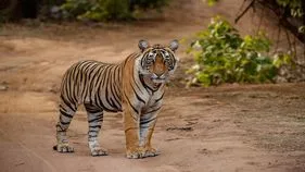 Tiger: ఆ రహదారిలో పులి తిరుగుతోంది.. జాగ్రత్త..