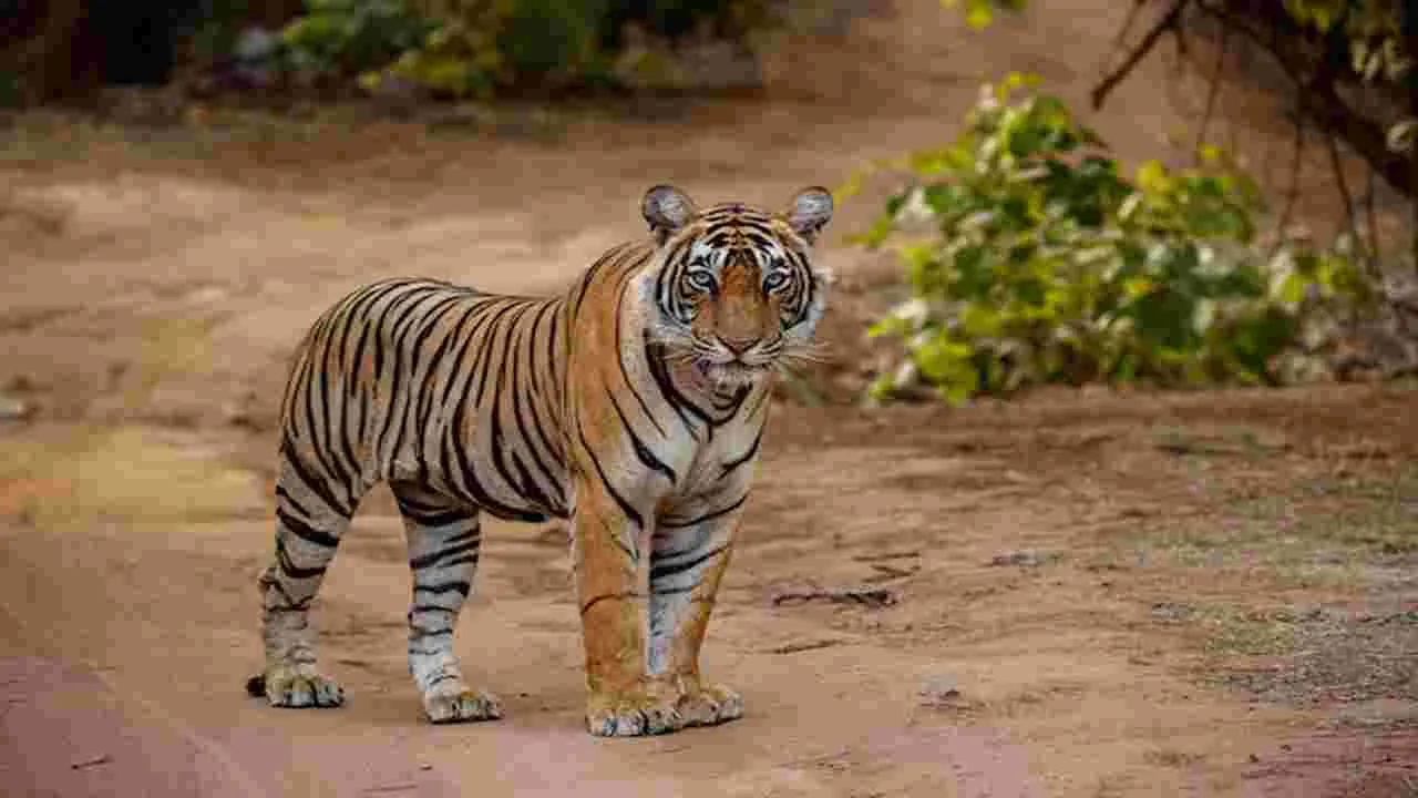 Tiger: ఆ రహదారిలో పులి తిరుగుతోంది.. జాగ్రత్త..