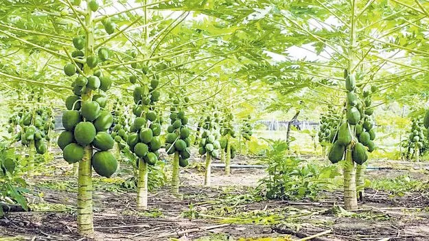 రైతులారా తెలుసుకోండి! రాయితీలు పొందండి