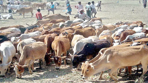 With Dairy Development   పాడి అభివృద్ధే లక్ష్యంగా..