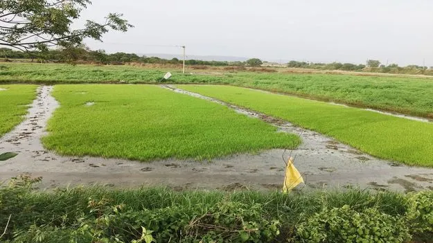 చినుకు రాలదు.. చింత తీరదు..