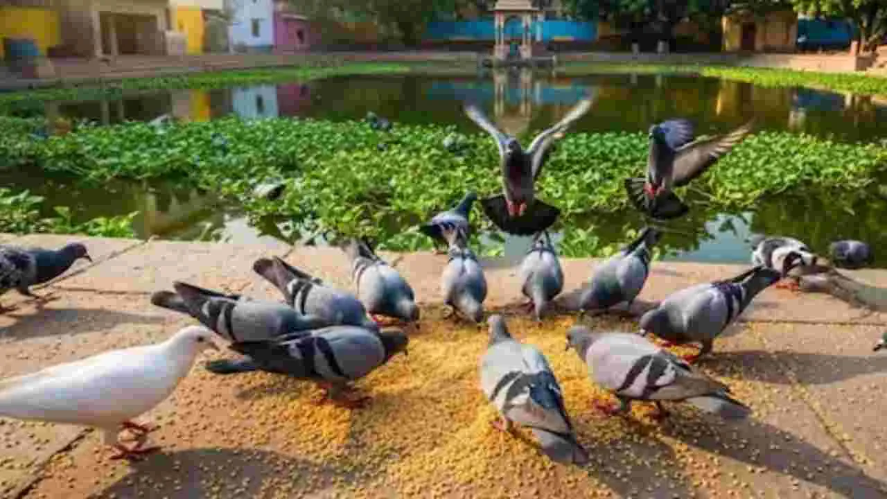 Vastu Tips: పావురాలకు ఆహారం పెట్టడం వల్ల ఏమి జరుగుతుందో తెలుసా..