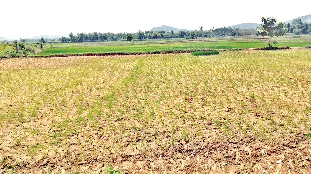 No Rains, No Irrigation Water! వర్షాలు కురవక.. సాగునీరు అందక!