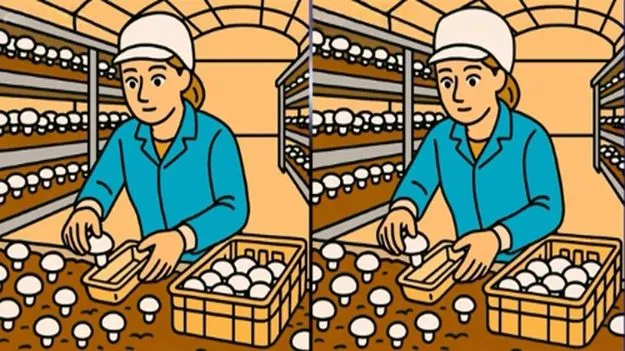 Picture Puzzle: మీ బ్రెయిన్‌కు పరీక్ష.. ఈ ఫొటోల్లోని మూడు తేడాలను 23 సెకెన్లలో కనిపెట్టండి