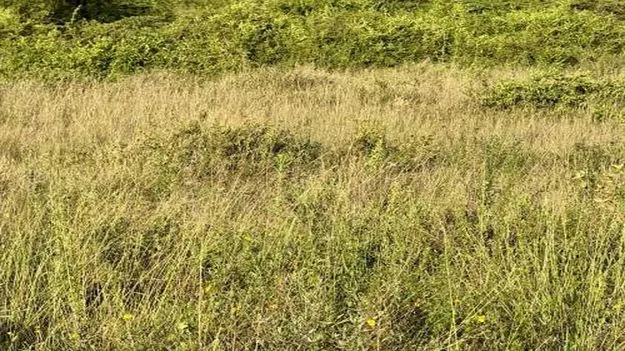 Optical Illusion Test: ఈ అడవిలో సింహం పిల్ల ఉంది.. దానిని 5 సెకెన్లలో కనిపెట్టండి