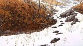 Optical Illusion Test: మీ దృష్టికి పరీక్ష.. ఈ మంచులో ఎలుగుబంటి ఎక్కడుందో 5 సెకెన్లలో కనిపెట్టండి..