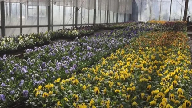 Optical Illusion Test: ఈ పువ్వులపై వాలిన సీతాకోకచిలుకను 10 సెకెన్లలో కనిపెట్టండి