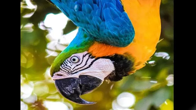 Optical Illusion Test: మీ కళ్లకు సూపర్ టెస్ట్.. ఈ పక్షి దగ్గర వాటర్ బాటిల్ ఎక్కడుందో 5 సెకెన్లలో పట్టుకోండి..