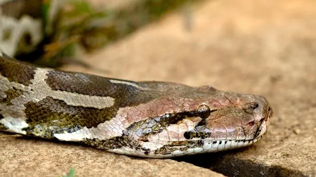 Python swallows man: మీరు భయస్తులైతే ఈ వీడియో చూడకండి.. కొండచిలువ పొట్ట కోసి చూస్తే.. 