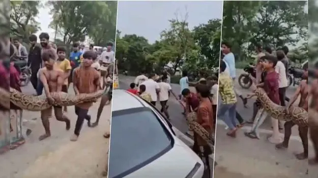 Kids Carry Python: వీళ్లు పిల్లలు కాదు బాబోయ్.. కొండచిలువను బొమ్మ అనుకున్నారా ఏంటి? 