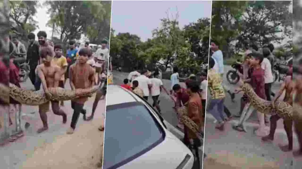Kids Carry Python: వీళ్లు పిల్లలు కాదు బాబోయ్.. కొండచిలువను బొమ్మ అనుకున్నారా ఏంటి? 