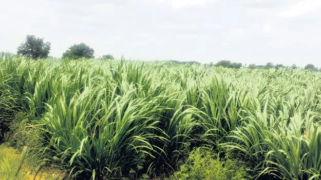 తక్కువ ఖర్చుతో ఎక్కువ లాభం