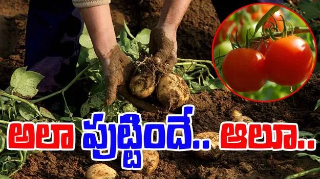Plant Evolution: ఆలూ తల్లి టమాట! 