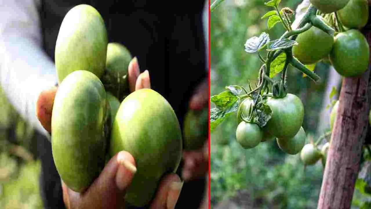 Health Tips: రోజూ పచ్చి టమోటాలు తినడం వల్ల కలిగే 6 ప్రయోజనాలివే.. 