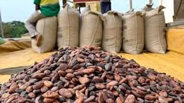 Cocoa Support Price: కోకో మద్దతు ధరకు నిధుల విడుదల 