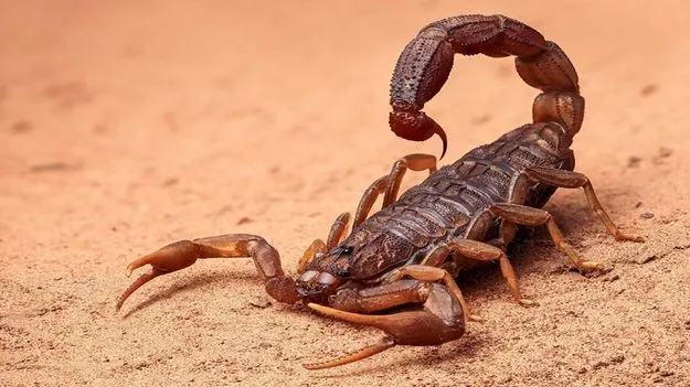 Facts about Scorpion: శ్వాస తీసుకోకుండా 6 రోజులు.. ఆహారం లేకుండా ఏడాది.. తేలు గురించి ఈ ఆసక్తికర విషయాలు తెలుసా?