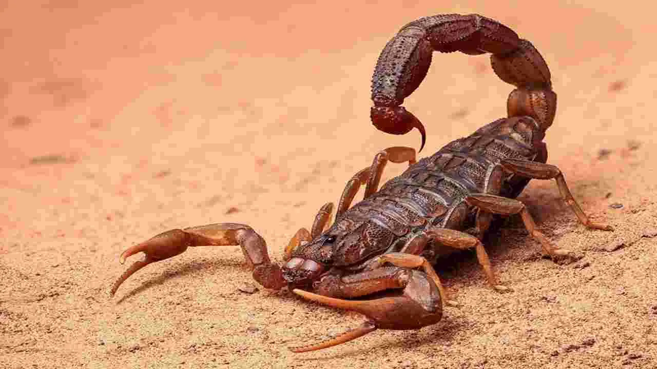 Facts about Scorpion: శ్వాస తీసుకోకుండా 6 రోజులు.. ఆహారం లేకుండా ఏడాది.. తేలు గురించి ఈ ఆసక్తికర విషయాలు తెలుసా? 