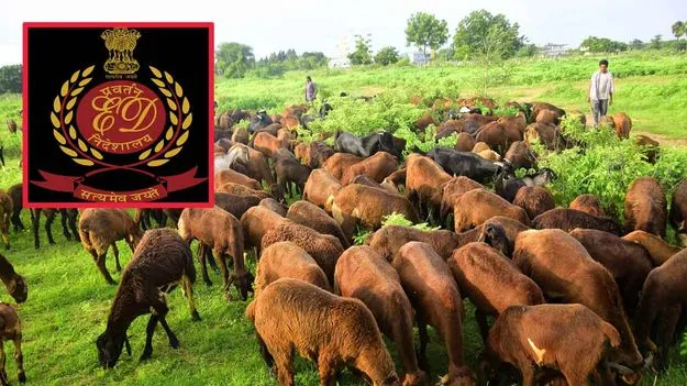 Sheep scheme Scam ED: గొర్రెల స్కాం కేసులో ఈడీ దూకుడు.. హైదరాబాద్లో 10 చోట్ల సోదాలు