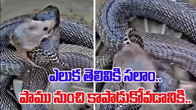 Snake and Rat: ఈ ఎలుక పాము కంటే తెలివైంది.. తన ప్రాణాలను ఎలా కాపాడుకుందో చూడండి.. 