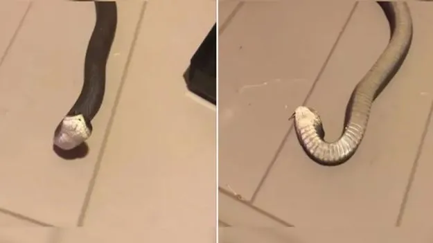 Snake Acting Video: వావ్.. ఈ పాముకు ఆస్కార్ అవార్డు ఇవ్వాల్సిందే.. ఎలా నటిస్తోందో చూడండి.. 