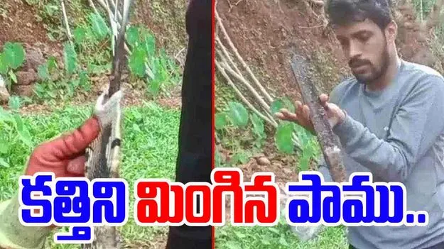 Snake swallows knife: కత్తిని మింగిన పాము.. తర్వాత ఏం జరిగిందంటే..