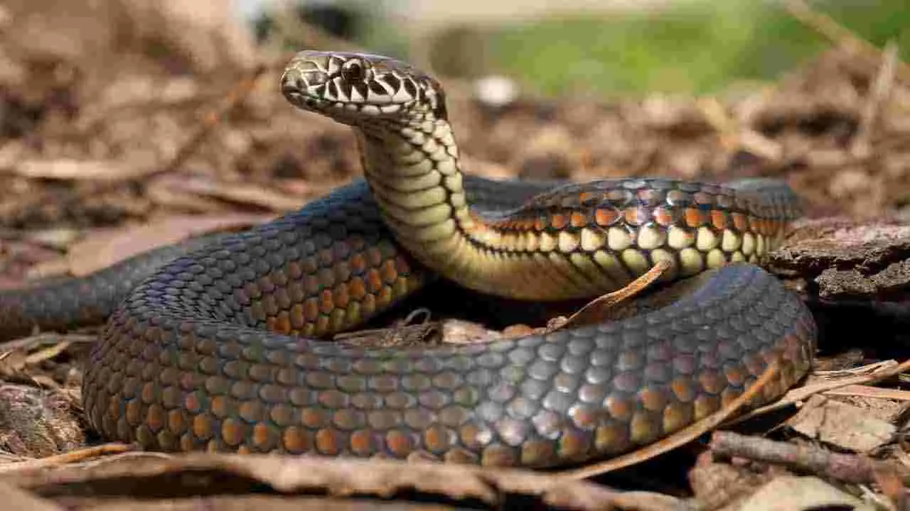 Antidote for Snake Venom: ఈ జంతువు కన్నీళ్లు పాము విషానికి విరుగుడు..!
